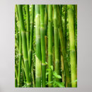 Pesquisar por bambu verde pôsteres pósteres Hawaii