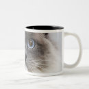 Pesquisar por gato ragdoll canecas Felino