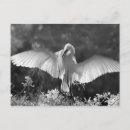 Pesquisar por alba cartoes postais Florida