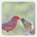 Pesquisar por cardeal fêmea adesivos Natureza