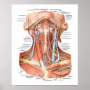 Pesquisar por vasos sanguíneos pôsteres pósteres Saúde
