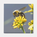 Pesquisar por inseto bonito imas Flor