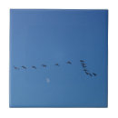 Pesquisar por aves aquáticas azulejos Vida selvagem