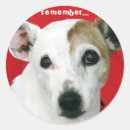 Pesquisar por jack russell adesivos Animais de estimação