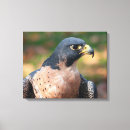Pesquisar por peregrinos impressão de canvas Animal