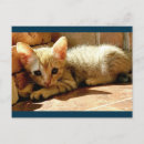 Pesquisar por estabelecimentos cartoes postais Gatinho