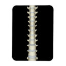 Pesquisar por lombar pôsteres pósteres Consultório médico