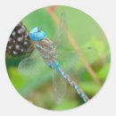 Pesquisar por libélula colorida adesivos Natureza