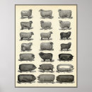 Pesquisar por vintage animal pôsteres pósteres Antiguidade