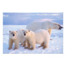 Pesquisar por filhote de urso polar pôsteres pósteres Mãe