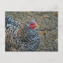 Pesquisar por galinhas pretas cartoes postais Preto e branco