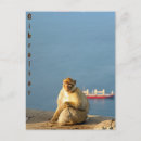 Pesquisar por rocha de gibraltar cartoes postais Macaco