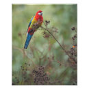 Pesquisar por rosellas Pássaro