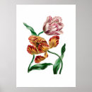 Pesquisar por tulipa vintage pôsteres pósteres Qualquer pessoa