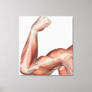 Pesquisar por músculos humanos impressão de canvas Triceps brachii
