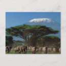 Pesquisar por monte kilimanjaro cartoes postais Safari