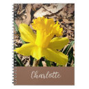 Pesquisar por daffodil do primavera Daffodilo