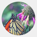 Pesquisar por butterfly adesivos Flor