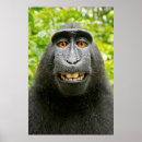 Pesquisar por macacos pósteres Animais selvagens