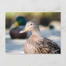 Pesquisar por galinha selvagem cartoes postais Aves aquáticas