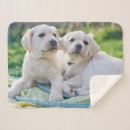 Pesquisar por labrador retriever mantas Fofo