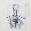 Pesquisar por veia cartoes postais Anatomia humana