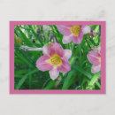 Pesquisar por hemerocallis cartoes postais Flores