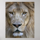 Pesquisar por leão masculino pôsteres pósteres Gato grande