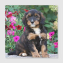 Pesquisar por doodle imas Cão