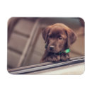 Pesquisar por retriever imas Cachorrinho