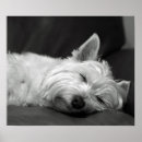 Pesquisar por westie pôsteres pósteres Westies