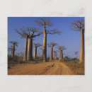 Pesquisar por baobab cartoes postais Natureza