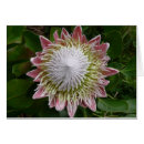 Pesquisar por flor gigante cartoes Jardim