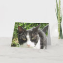 Pesquisar por imagem engraçada do gato cartoes Foto