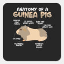 Pesquisar por anatomia adesivos Doce