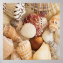 Pesquisar por seashells pósteres Escudo