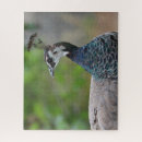 Pesquisar por peafowl Pena