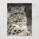 Pesquisar por leopardo de neve Espécies ameaçadas