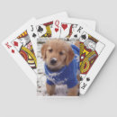 Pesquisar por golden retriever baralhos Cão