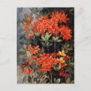 Pesquisar por flores australianas cartoes postais Para todos