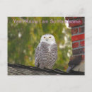Pesquisar por coruja engraçada cartoes postais Qualquer pessoa