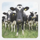 Pesquisar por gado adesivos Vacas