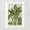 Pesquisar por botanical cartoes postais Plants