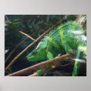 Pesquisar por reptil pósteres Lagarto