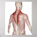 Pesquisar por human body People