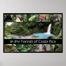 Pesquisar por costa rica fotografia Floresta