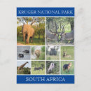 Pesquisar por kruger cartoes postais Parque nacional kruger