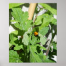 Pesquisar por ladybug pósteres Ladybird