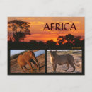 Pesquisar por leão africano cartoes postais Viagem