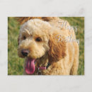 Pesquisar por goldendoodle cartoes Poodle